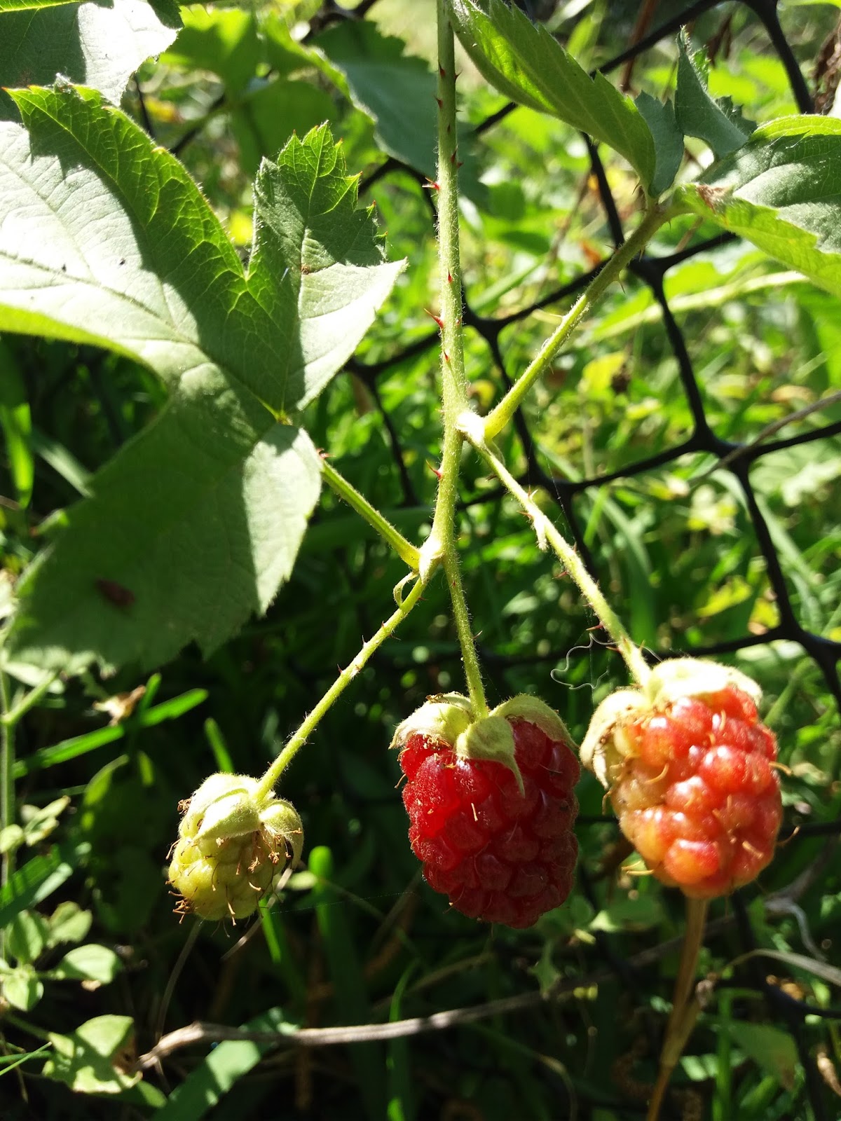 Frambuesa a punto de madurar fondo para celular