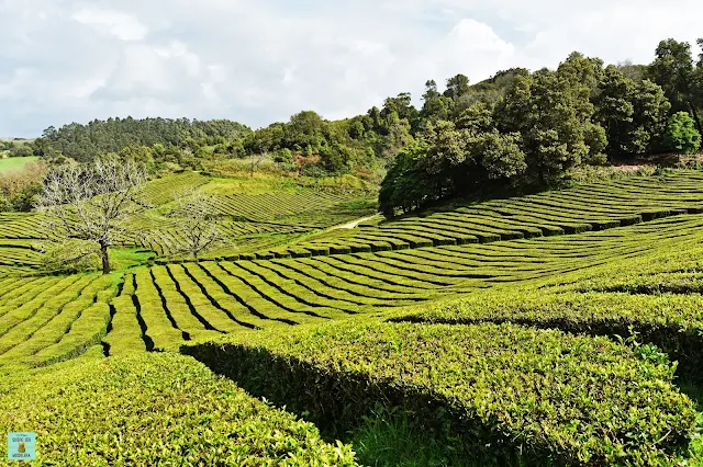 Plantaciones de té Cha Gorreana, Sao Miguel
