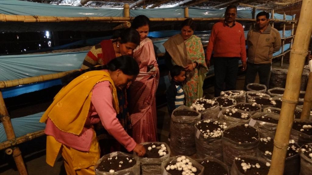 Agro Farming Business In India How to Get Mushroom Farming Training in