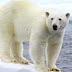 Noruega, demasiados turistas cazadores: en la mira los osos polares
