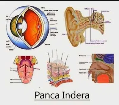 Alat indera atau panca indera - berbagaireviews.com