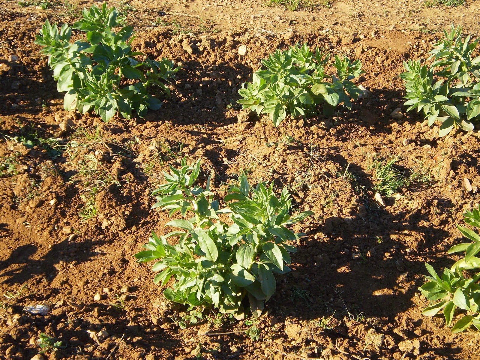 plantar habas cultivar huerto casero