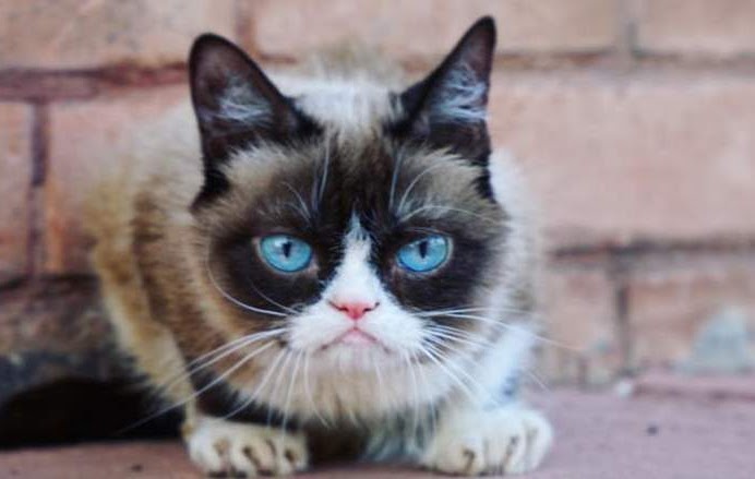 original grumpy cat original grumpy cat