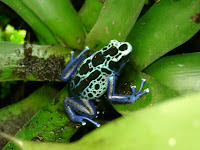 Poison Dart Frog Blue and Black