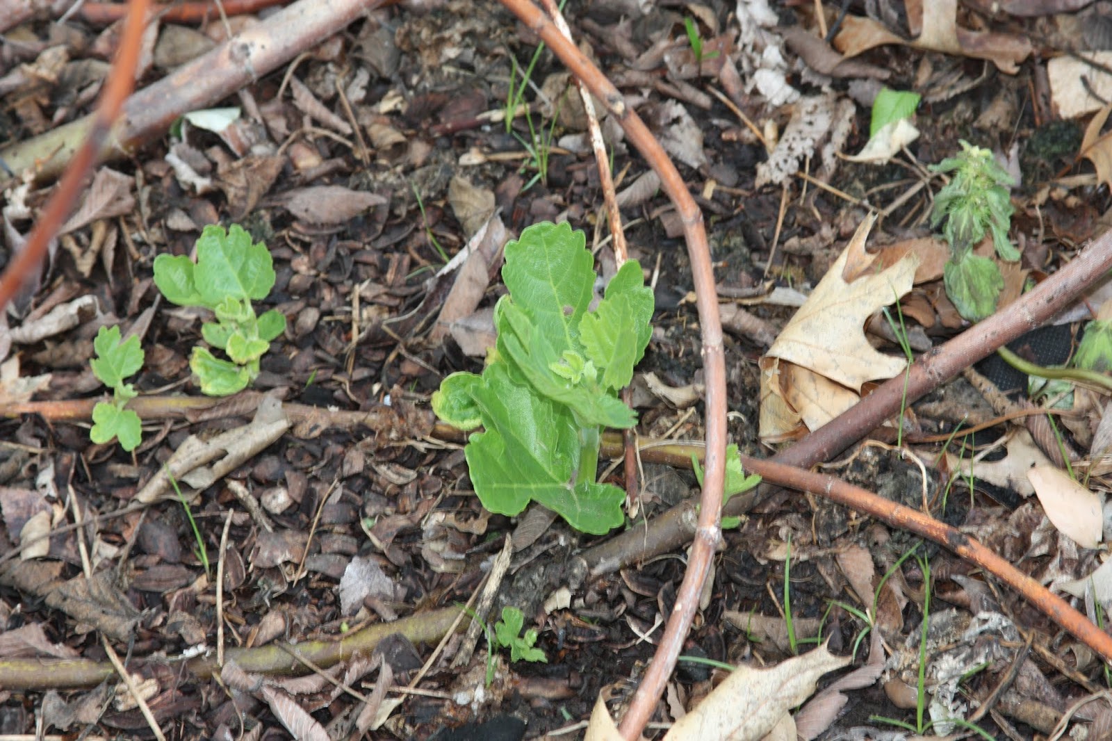 Growing Figs in Zone 7