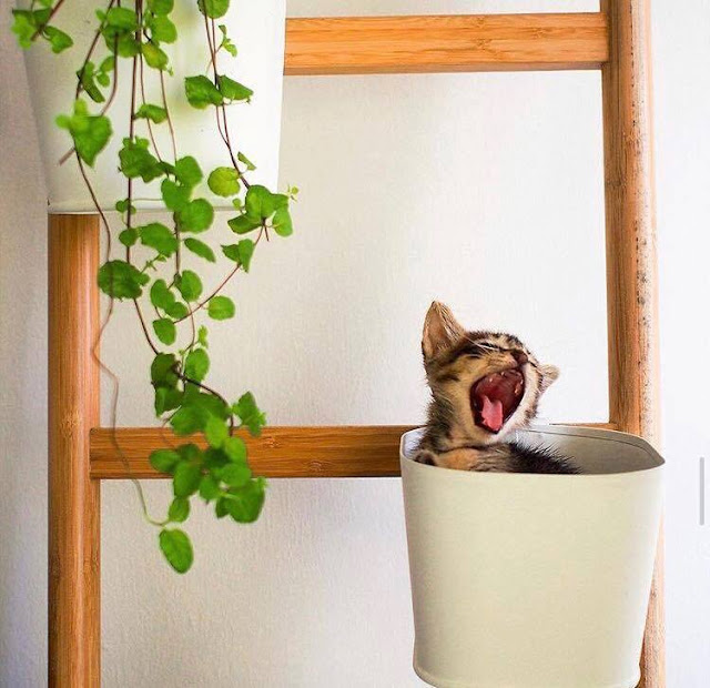 Nekoya, Singapore’s first capsule cat hotel Nekoya, Singapore’s first capsule cat hotel