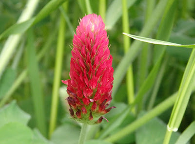 Trébol encarnado (Trifolium incarnatum)