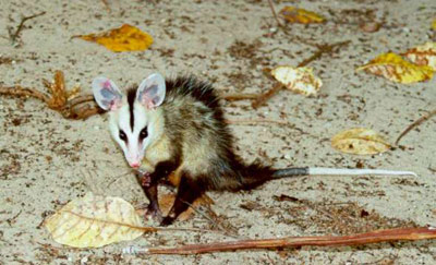 O Blog da Cidade: Nossa Fauna