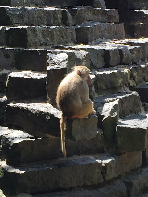 Pavian Krefelder Zoo Pavian Krefelder Zoo