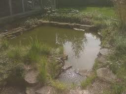 koi-pond-settlement-chamber-1.jpg