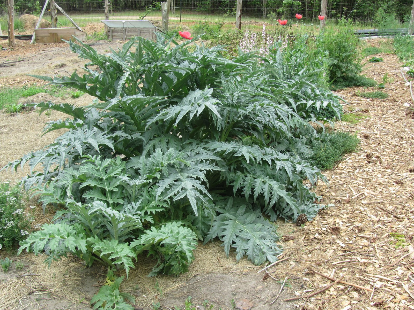 Mary Ann's Country Garden Grow Your Own Artichokes
