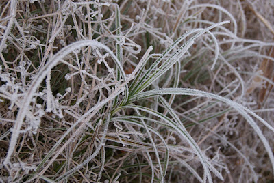 Gras, das von Eis und Tau umhüllt ist