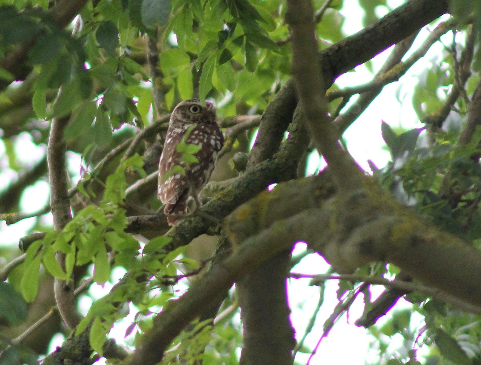 hooded-birder-meh-and-a-ramble-about-finches