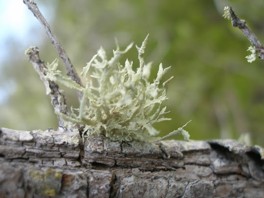 Report from the Florida Zone: Lichen of Leffis Key