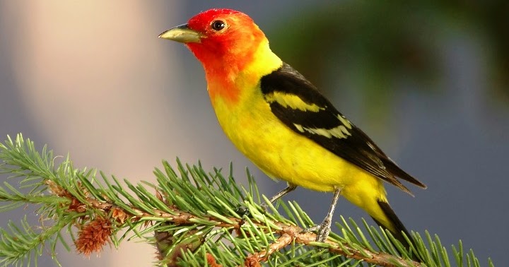 Burung Kuning Terbang Indah Sekali