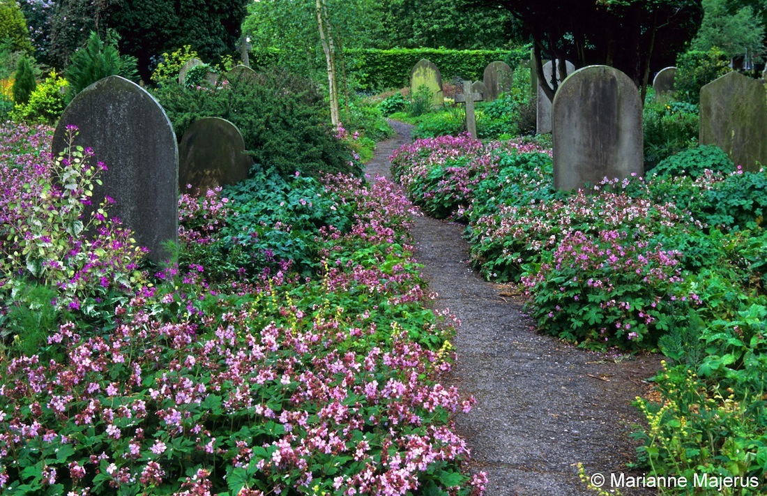 How To Grow Spiraea Japonica Goldflame The Garden Of Eaden