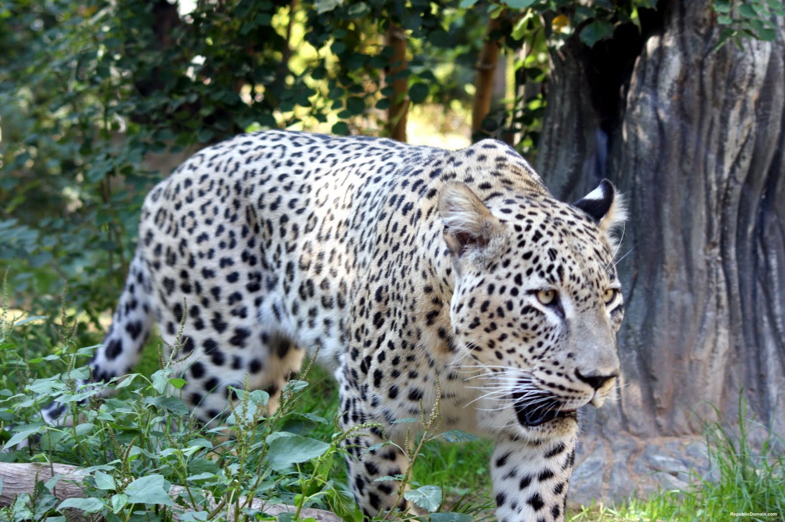 Persian Leopard | Wallpaper Zoom1600 x 1064
