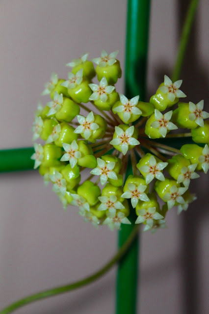 Hoya sp. Estrella Waterfalls