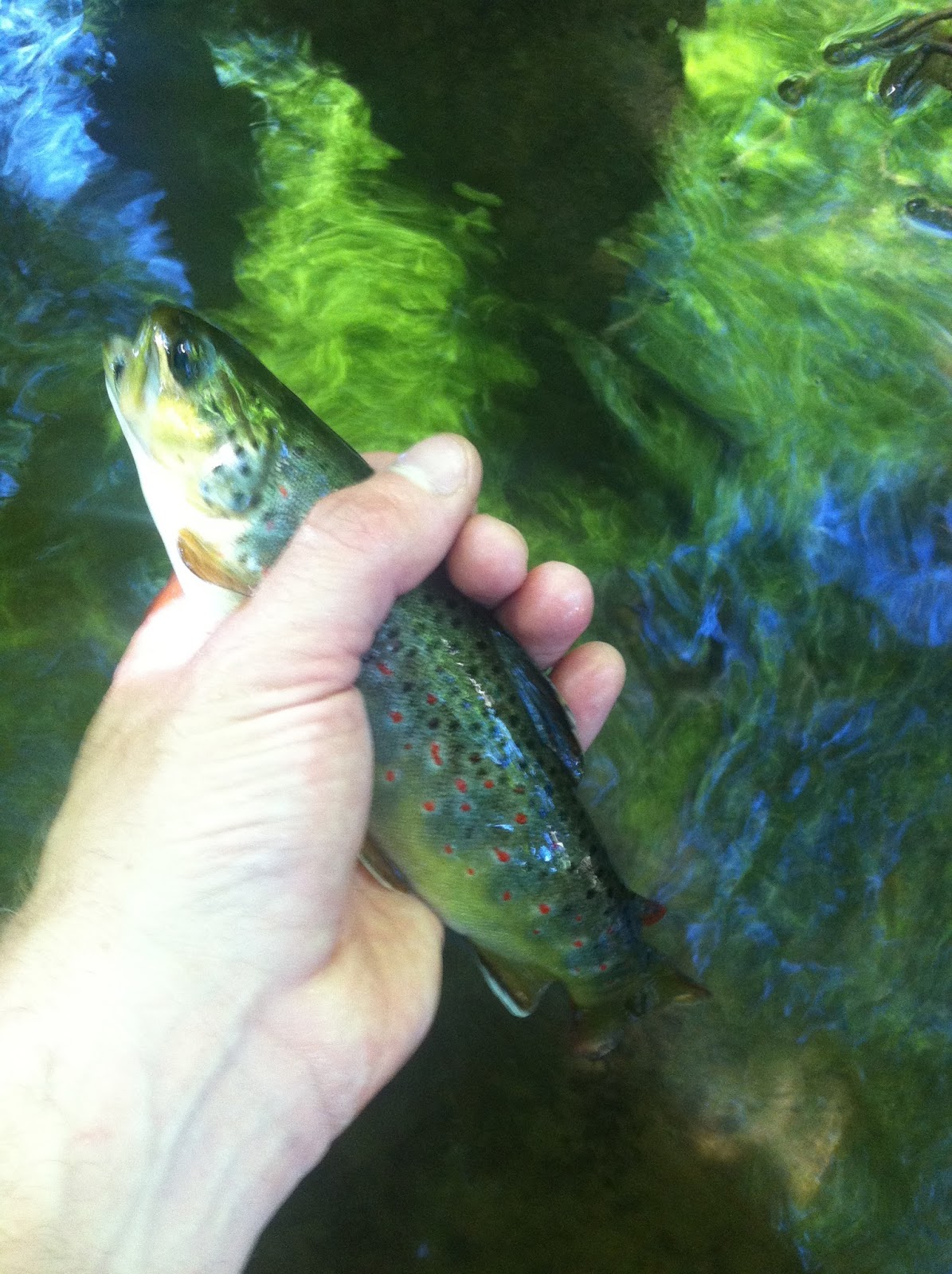 Litton's Fishing Lines New Jersey Trout Soon to Cool Off