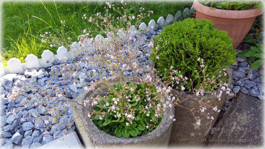 Sternensinn Garten Und Mehr Blumen Im Garten