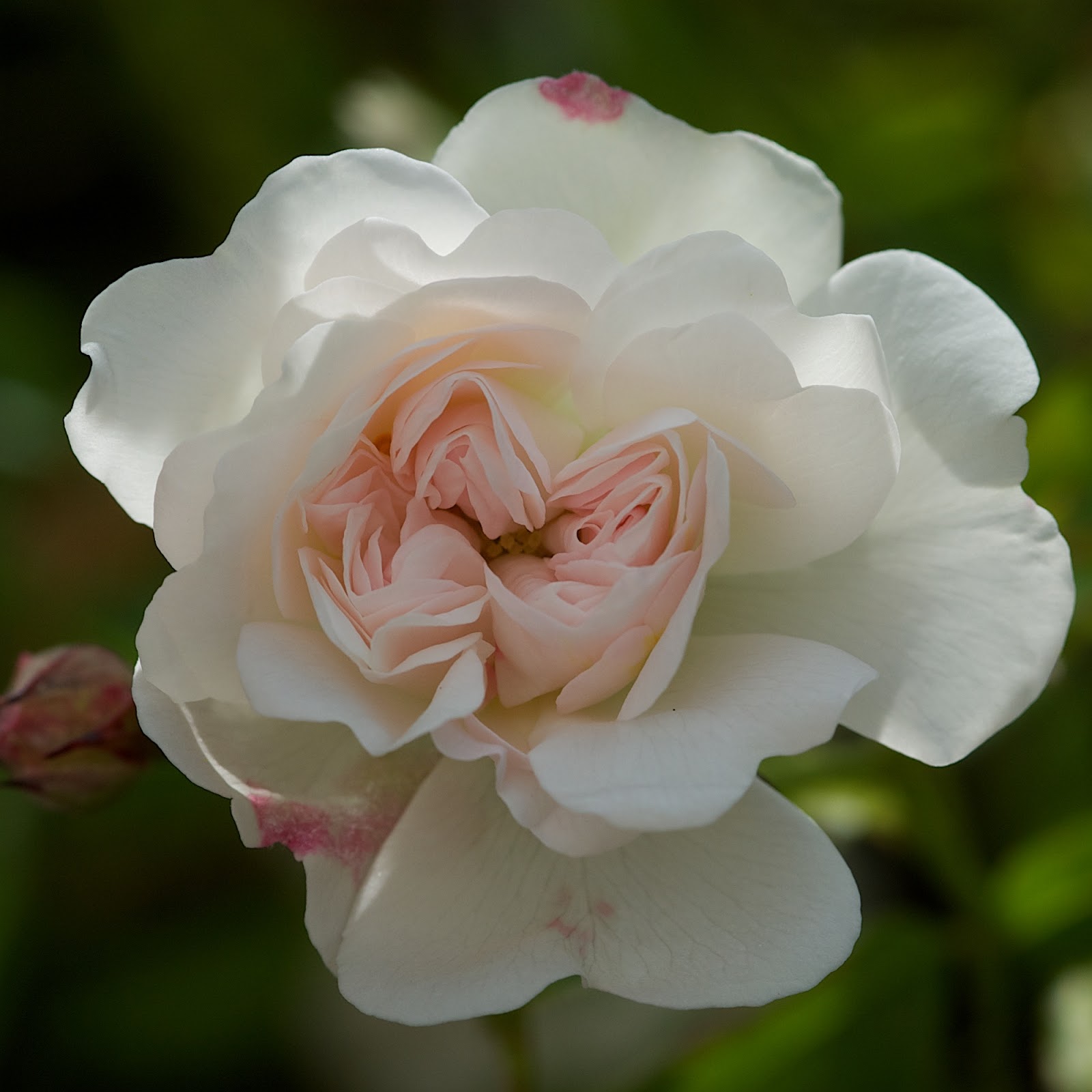 The Boggy Brae: New Zealand Willowherb and the Den Rose