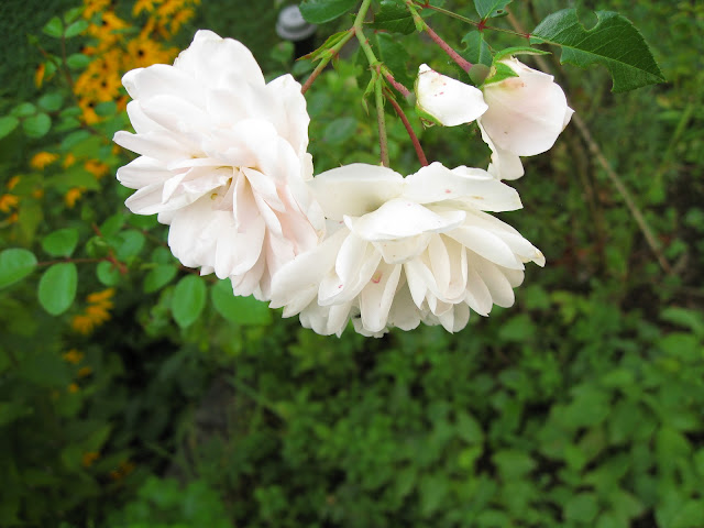 ANUPA: susies reading mitts