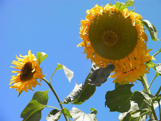 sunflowers helianthus annuus and blue sky