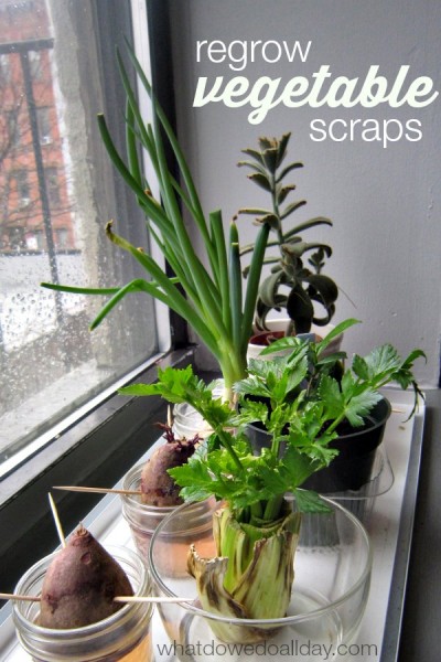 Foods To Regrow Hair Naturally Foods To Regrow Hair Naturally