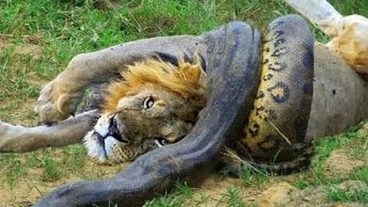 Top 10 dangerous animals pictures, images,greetings for whatsapp -  bestwishespics - Good Morning