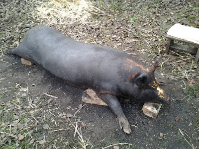 шмалена свиня