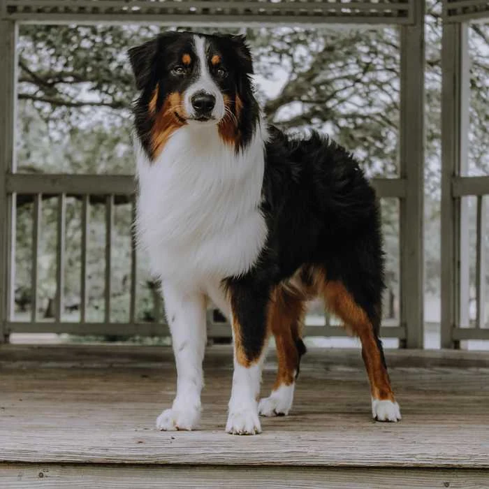 The Health of the Australian Shepherd Dog