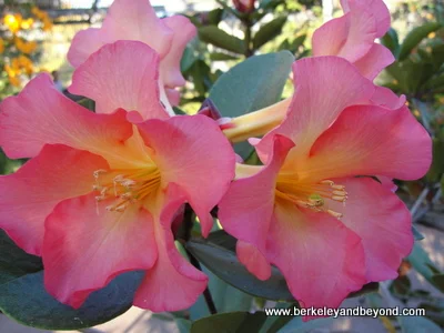 Vireya rhododendron at The Gardens at Lake Merritt in Oakland, CA