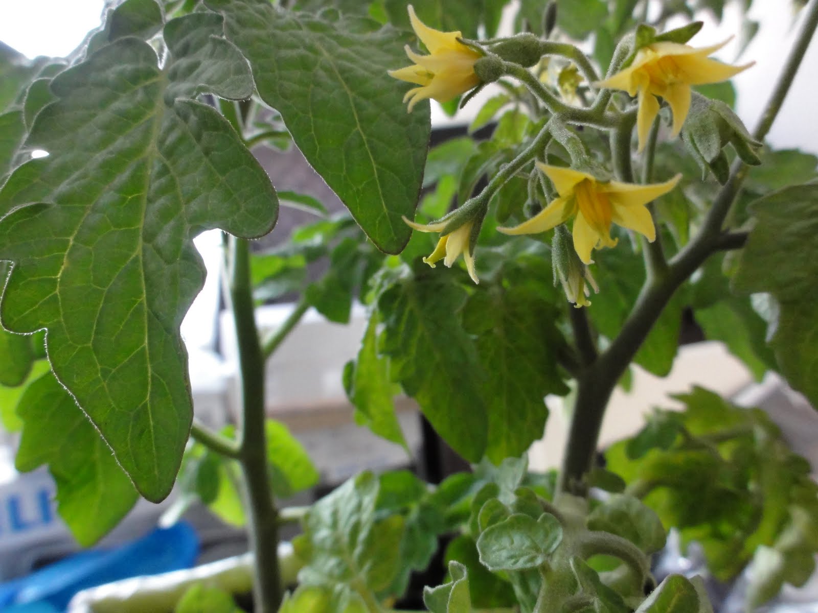 Yellow Flowers Tomato Plant Omran Sasmita