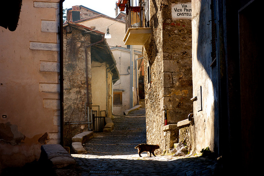 Cat from Tagliacozzo