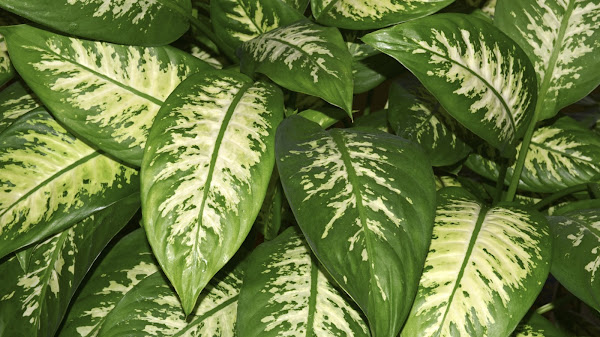 Kardun: Manfaat, Jenis dan Cara Merawatnya dengan Efektif