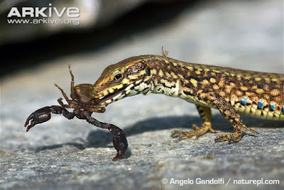 Lizard eat Scorpion