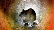  دراسة بحثية : الفئران تشعر بالندم 