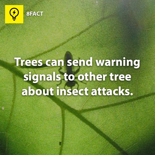 Trees can send warning signals to other tree about insect attacks. 8FACT