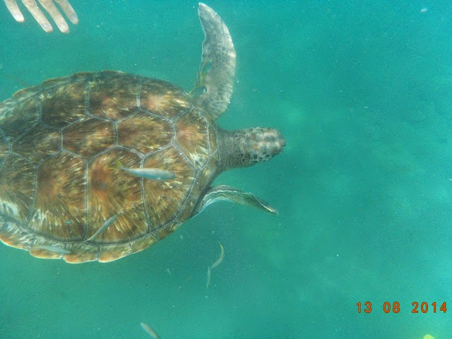Meeresschildkröte beim Schnorcheln 03