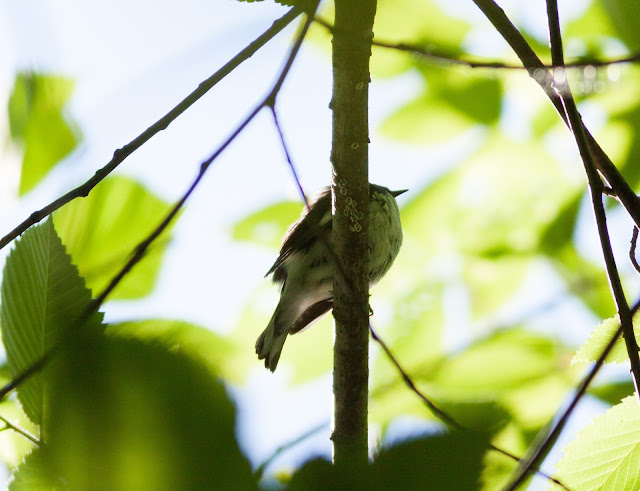 Black-throated Blue Warbler - Prospect Park, New York