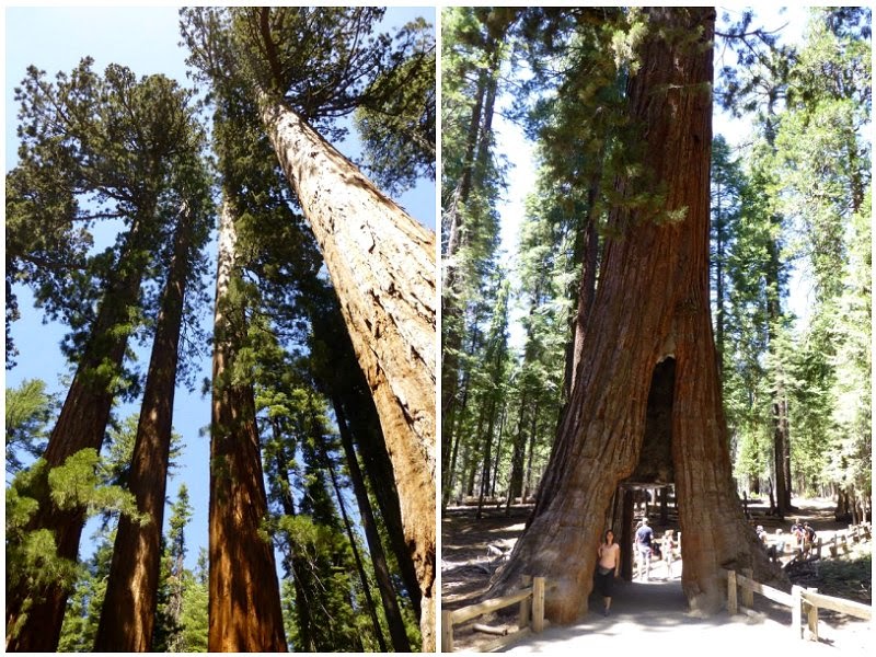 Yosemete Park Sequoia