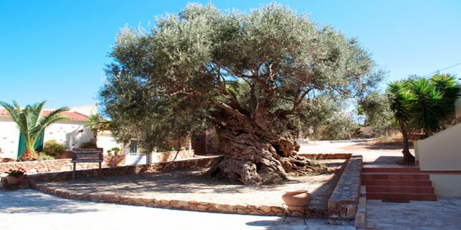 13 Pohon Ini Berusia Ribuan Tahun Dan Masih Hidup Hingga Sekarang Savana Hijau