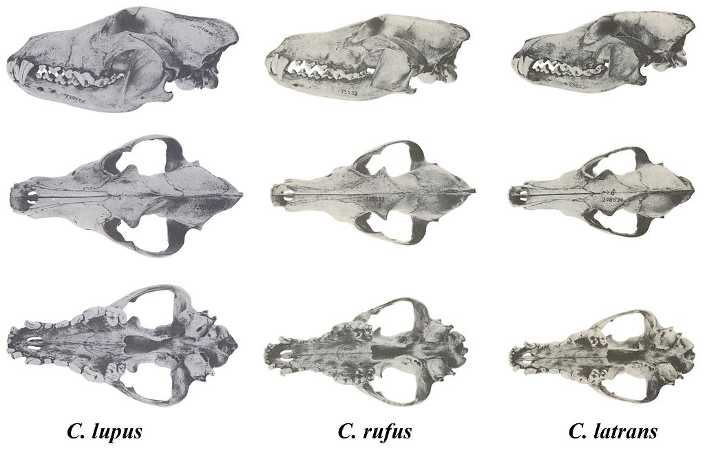 Abe's Animals: Differences between the skulls of gray wolves (Canis ...