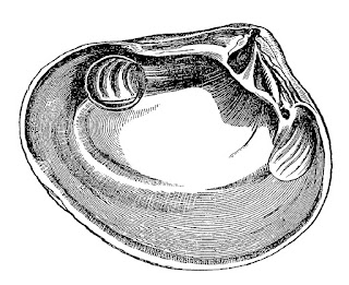 sealife seashell illustration ocean clipart digital download