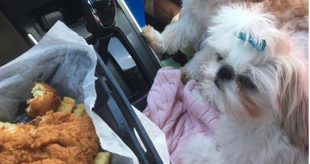 Como Fazer o Shih Tzu Parar de Pedir Comida Quando Você Estiver Comendo