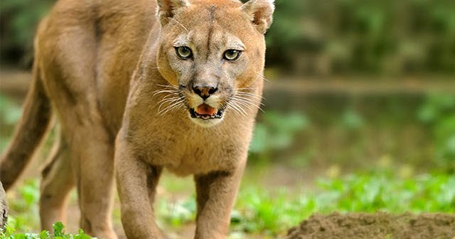 animales autóctonos de Uruguay: Animales autóctonos del Uruguay