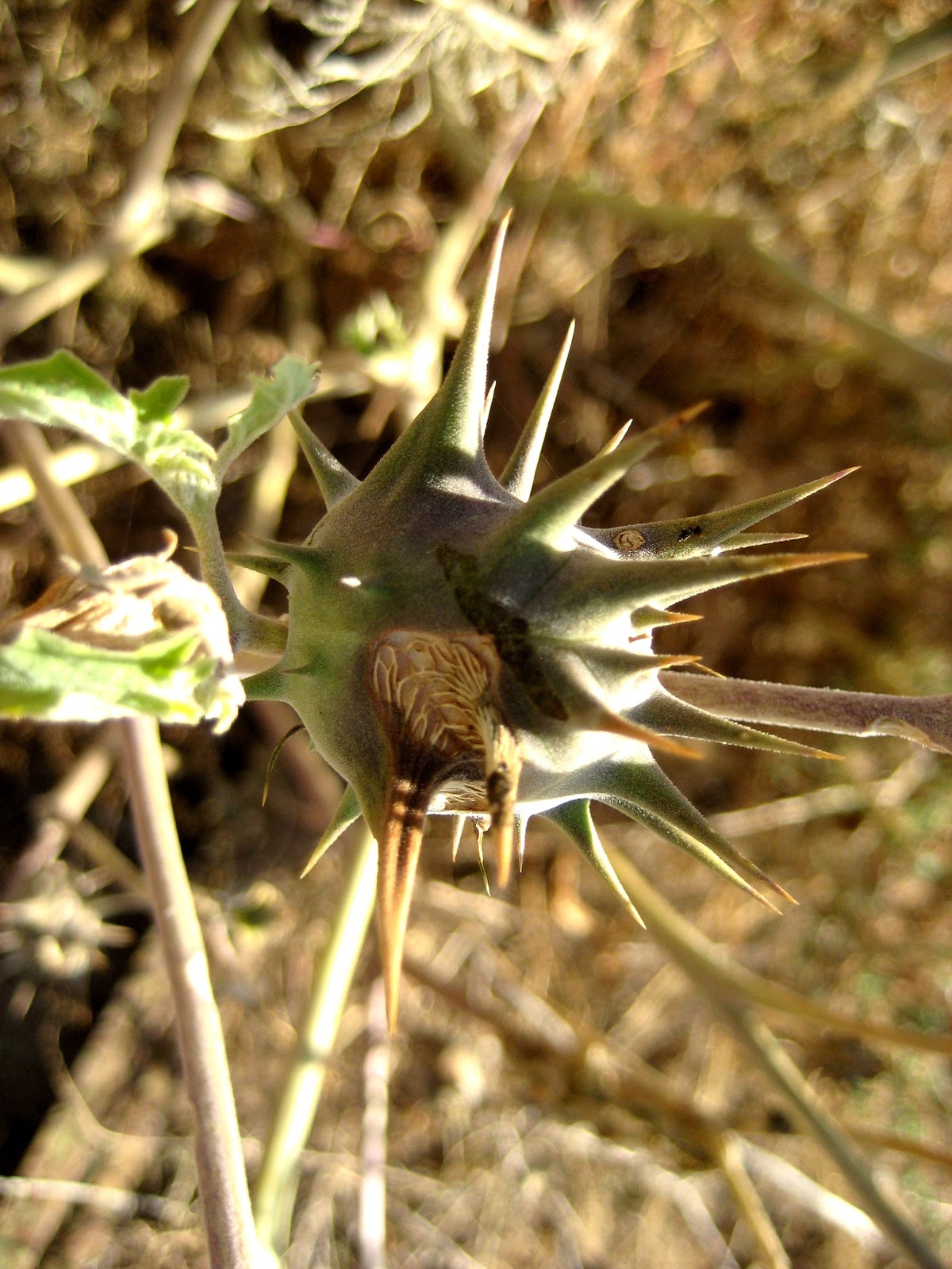 Living Rootless: New Mexico: Goat Heads! Poison Plants!