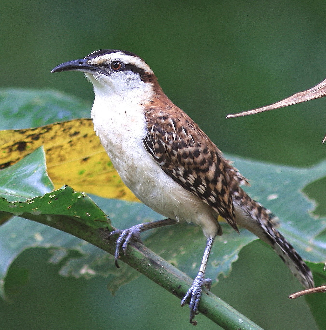 Bellas Aves de El Salvador: Campylorhynchus rufinucha (guacalchía ...