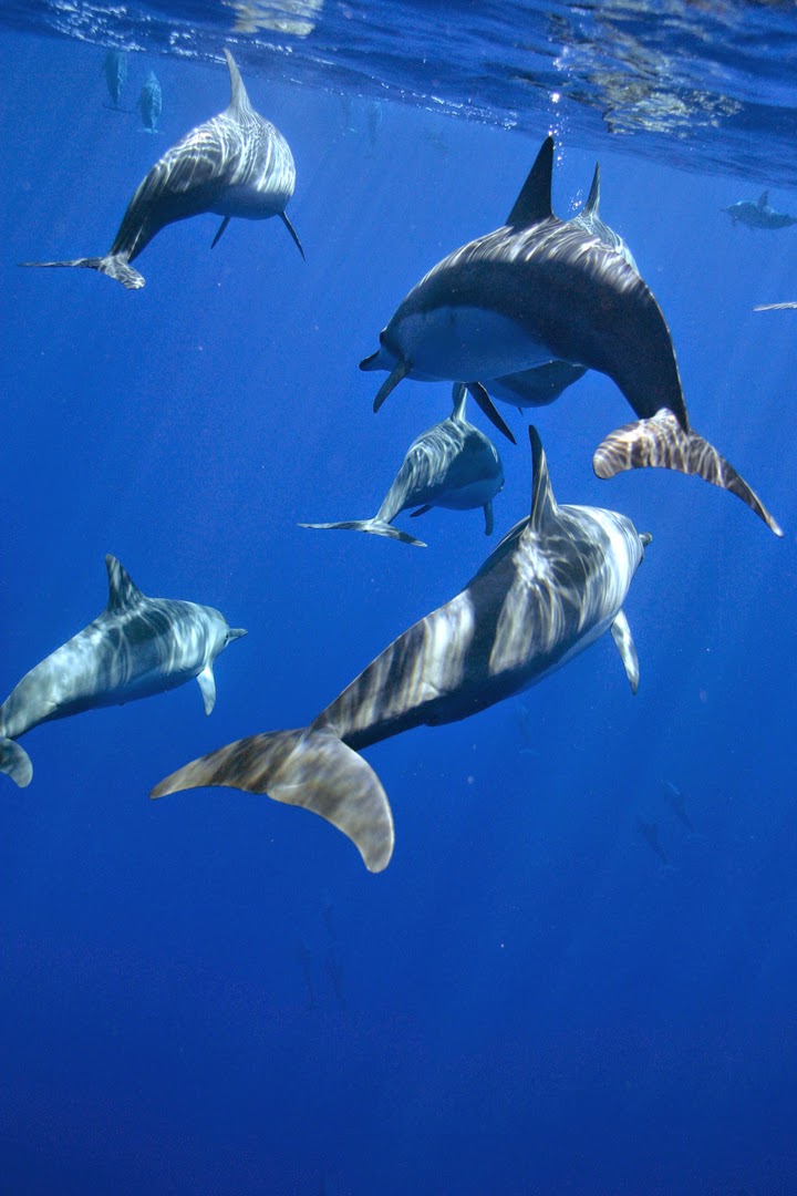 Talking Story.. Spinner Dolphin join the boat tour, Kauai. Hawaii. USA