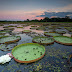 Acordo inédito pela conservação e desenvolvimento sustentável do Pantanal é assinado